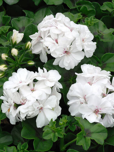 Hauptbild des Artikels "Pelargonie Isabella" (Bildbeschreibung ist in Arbeit)