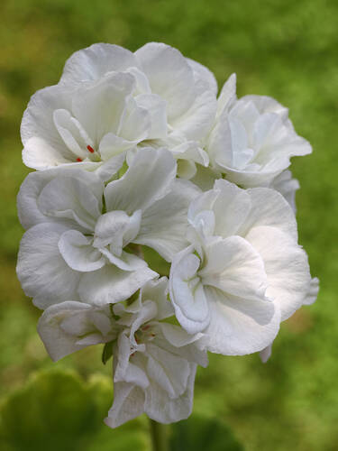 Hauptbild des Artikels "Pelargonie Isabelle"