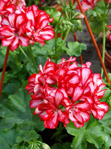 Hauptbild des Artikels "Pelargonie Mexikanerin" aus der Kategorie "Pflanzen"