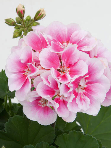 Pflanzen - Pelargonie Moonlight Katy 13 (4 Stck)