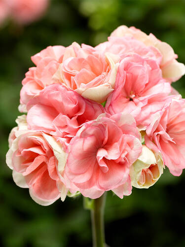Hauptbild des Artikels "Pelargonie Rosebud Astrid�" (Bildbeschreibung ist in Arbeit)