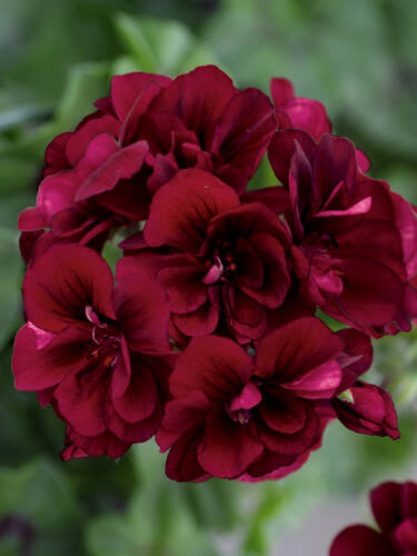 Pflanzen - Pelargonie Royal Night' 12