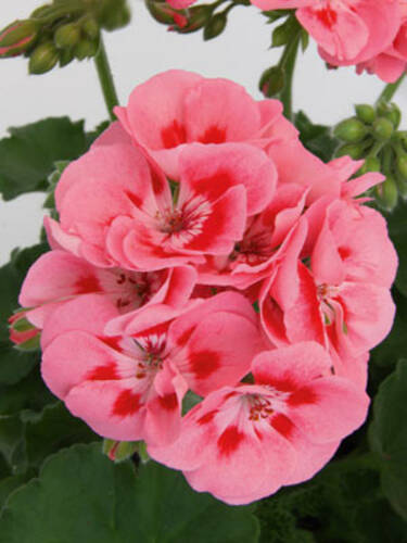 Pflanzen - Pelargonie Sunrise Graziella