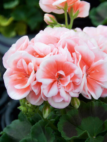 Pflanzen - Pelargonie Sunrise Jessy