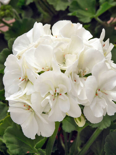 Hauptbild des Artikels "Pelargonie Sunrise Paloma" aus der Kategorie "Pflanzen"
