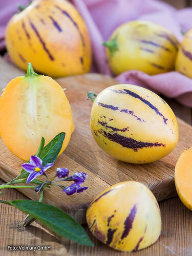Hauptbild des Artikels "Pepino-Birnenmelone Copa (unveredelt)" aus der Kategorie "Gemsejungpflanzen"