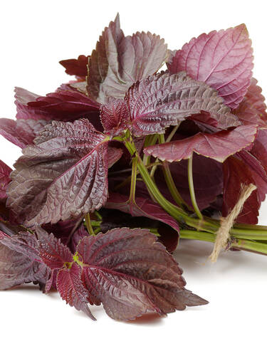 Hauptbild des Artikels "Perilla - Roter Shiso" aus der Kategorie "Kruterpflanzen"