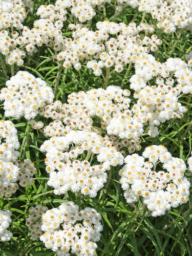 Hauptbild des Artikels "Perlkrbchen Sommerschnee" aus der Kategorie "Pflanzen"