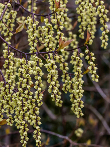 Ziergehlze - Perlschweif