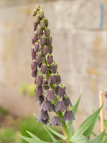 Hauptbild des Artikels "Persische Kaiserkrone Magic Bells"