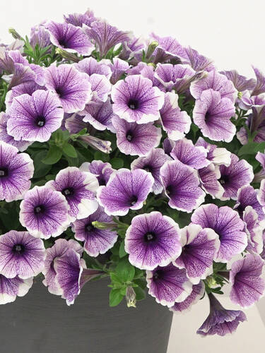 Hauptbild des Artikels "Petunie Bonnie Lavender Face"