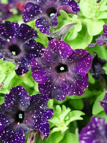 Hauptbild des Artikels "Petunie Bonnie Mystery Sky" aus der Kategorie "Blumen Jungpflanzen"