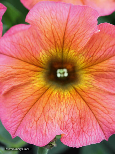 Hauptbild des Artikels "Petunie Chameletunia Cinnamon" aus der Kategorie "Blumen Jungpflanzen"