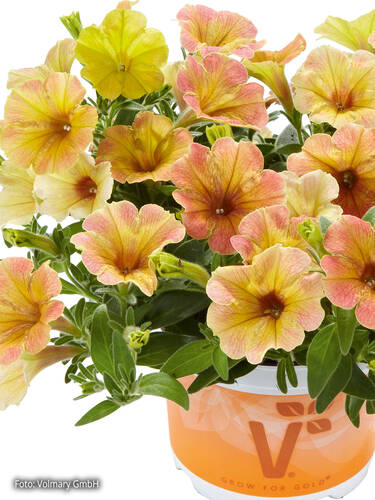 Hauptbild des Artikels "Petunie Chameletunia Mango" aus der Kategorie "Blumen Jungpflanzen"