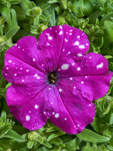 Hauptbild des Artikels "Petunie Dot Star Dark Violet, F1"