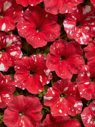 Hauptbild des Artikels "Petunie Dot Star Red, F1"