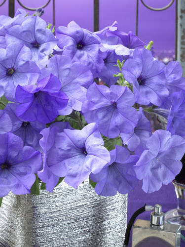 Hauptbild des Artikels "Petunie Evening Scentsation, F1"