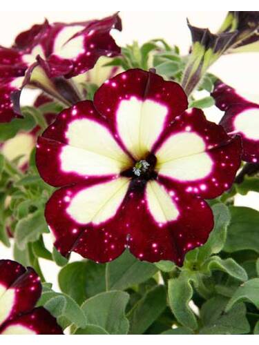 Hauptbild des Artikels "Petunie LightningSky" aus der Kategorie "Blumen Jungpflanzen"