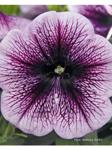 Hauptbild des Artikels "Petunie Pegasus Purple Vein" aus der Kategorie "Blumen Jungpflanzen"