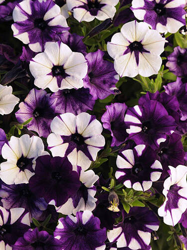 Hauptbild des Artikels "Petunie Shock Wave Purple Tie Dye, F1"