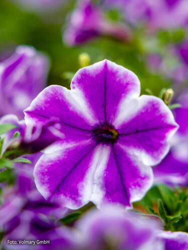 Hauptbild des Artikels "Petunie Surfinia Trailing Blue Lagoon Star "