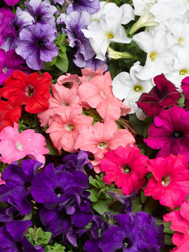 Hauptbild des Artikels "Petunie Tritunia Mix F1"