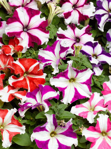 Hauptbild des Artikels "Petunie Tritunia Star Mix F1"