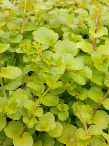 Hauptbild des Artikels "Pfennigkraut Aurea"