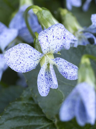 Hauptbild des Artikels "Pfingst-Veilchen Freckles"