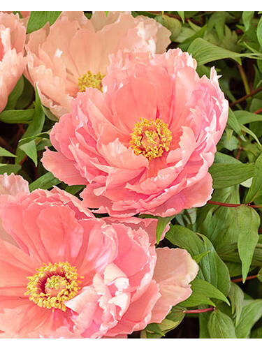 Hauptbild des Artikels "Pfingstrose Coral Sunset"