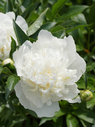 Hauptbild des Artikels "Pfingstrose Duchesse de Nemours" (Bildbeschreibung ist in Arbeit)