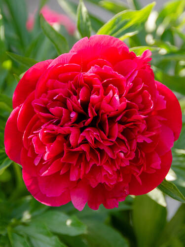 Hauptbild des Artikels "Pfingstrose Kansas" (Bildbeschreibung ist in Arbeit)