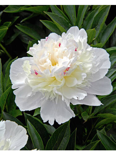Hauptbild des Artikels "Pfingstrose Shirley Temple"