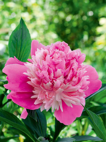 Hauptbild des Artikels "Pfingstrose Sorbet"