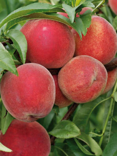 Hauptbild des Artikels "Pfirsich Fruteria" aus der Kategorie "Obstbaum"