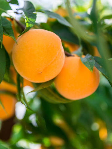 Obstbaum - Pfirsich Honeysun