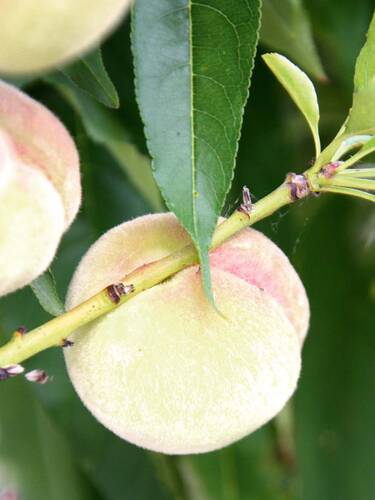 Hauptbild des Artikels "Pfirsich Ice Peach" aus der Kategorie "Obstbaum"