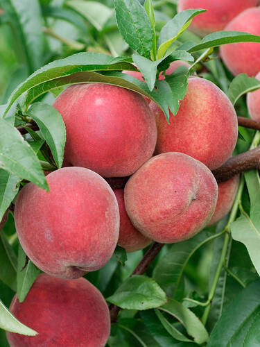 Obstbaum - Pfirsich Red Haven