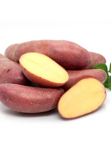 Hauptbild des Artikels "Pflanzkartoffel Baltic Rose (rotschalig)" (Bildbeschreibung ist in Arbeit)