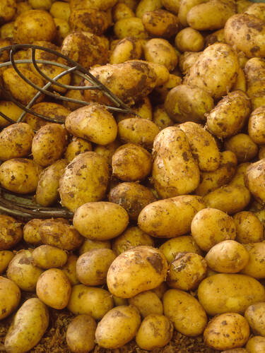 Hauptbild des Artikels "Pflanzkartoffel Solist (Ernteausfall: Ersatzliferung Kartoffel Paroli)" (Bildbeschreibung ist in Arbeit)