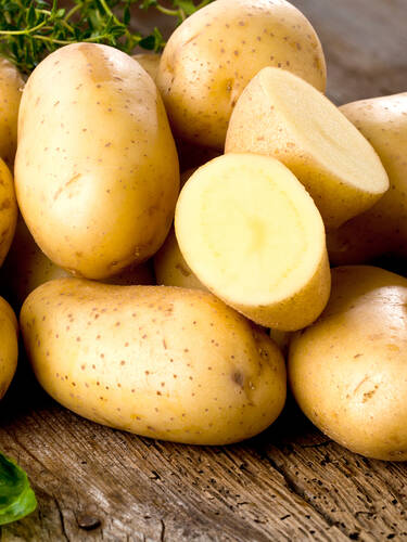 Hauptbild des Artikels "Pflanzkartoffel Talent" (Bildbeschreibung ist in Arbeit)