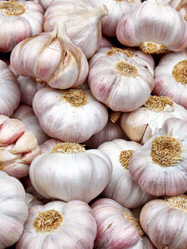 Hauptbild des Artikels "Pflanzknoblauch"