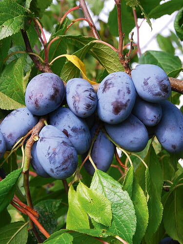 Obstbaum - Pflaume Jofela Nr. 7346