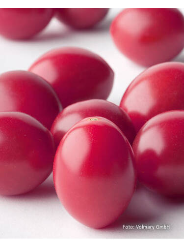 Hauptbild des Artikels "Pflaumen-Cherrytomaten Mirado Rose F1 (Rozestar), veredelt" aus der Kategorie "Gemsejungpflanzen"
