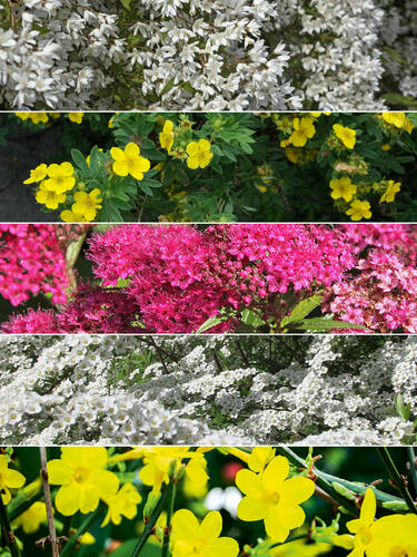 Hauptbild des Artikels "Pflegeleichte Bl�tenhecke" (Bildbeschreibung ist in Arbeit)