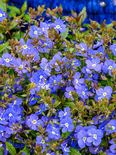 Hauptbild des Artikels "Polster-Ehrenpreis Georgia Blue"