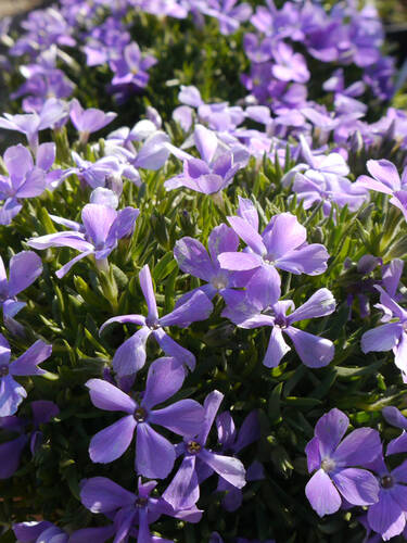 Steingartenpflanzen - Polster Flammenblume Blau