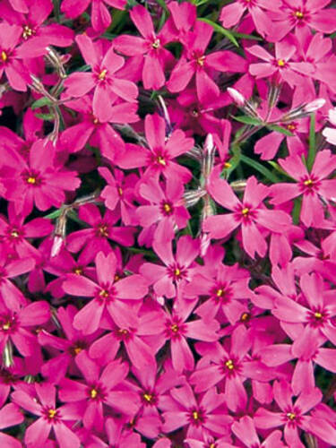 Hauptbild des Artikels "Polsterphlox  Atropurpurea"