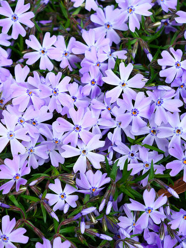 Polsterphlox Emerald Cushion Blue 