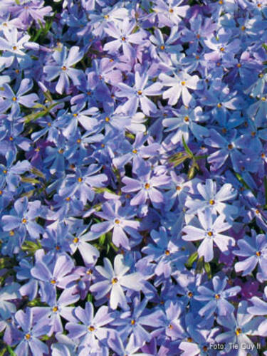 Steingartenpflanzen - Polsterphlox Oakington Blue Eyes